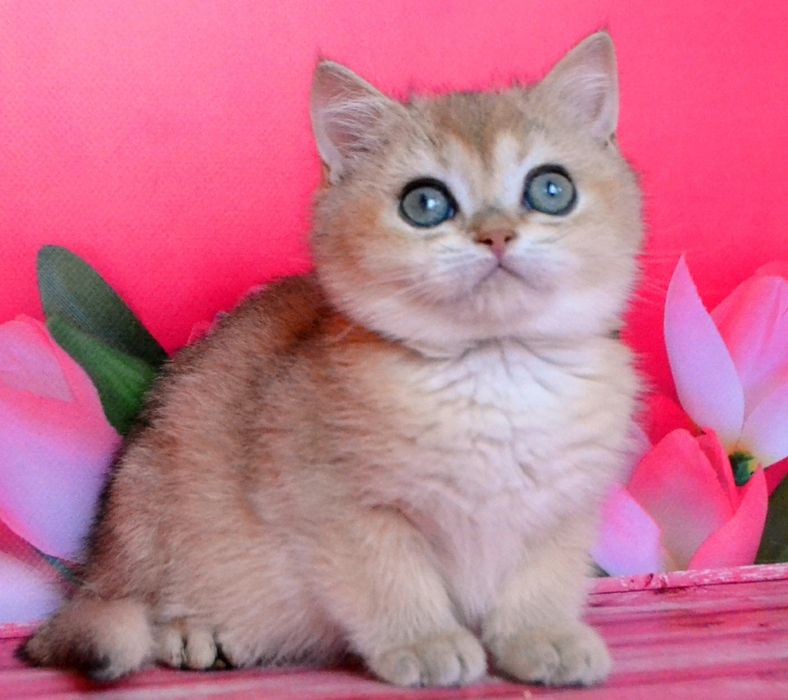 Ласковая девочка золотая шиншилла