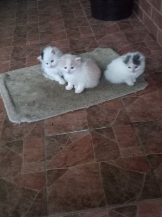 Котики в хорошу сім'ю