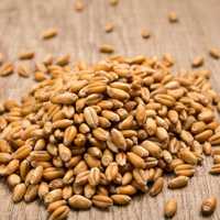 Vendo sementes trigo barbela
