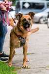 Suczka w typie owczarka niemieckiego do adopcji