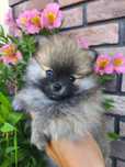 Szpic miniaturowy pomeranian suczka mini