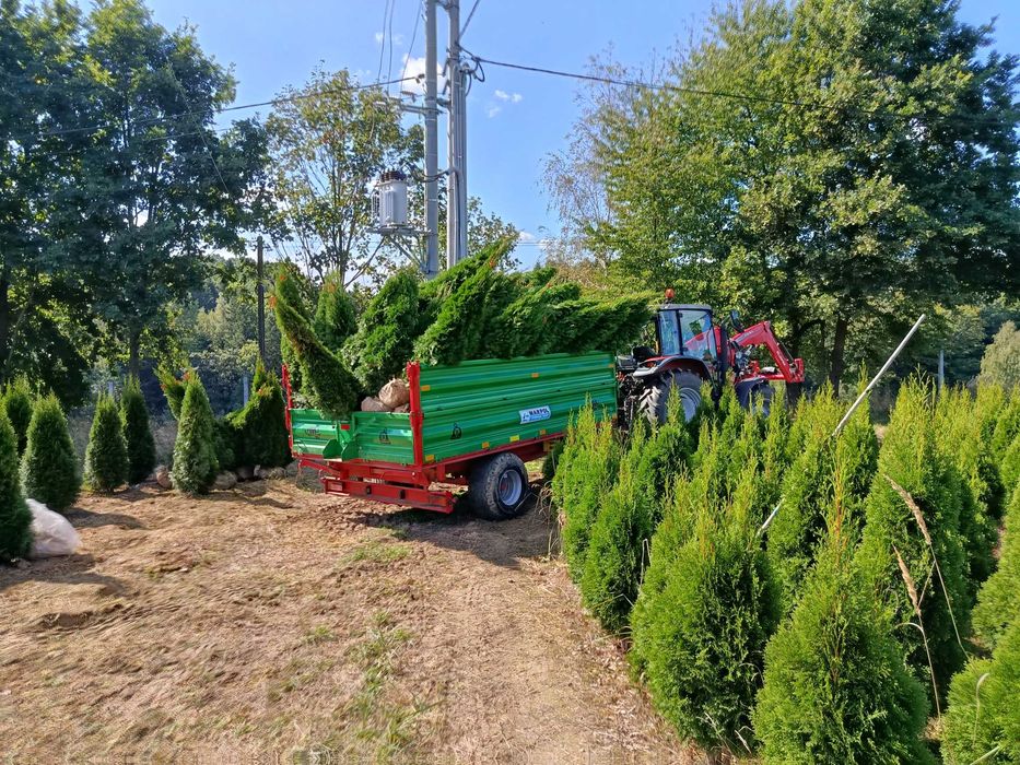 Lipa drobnolistna, klon jawor, jesion wyniosły, brzoza,grab,sosna,tuje