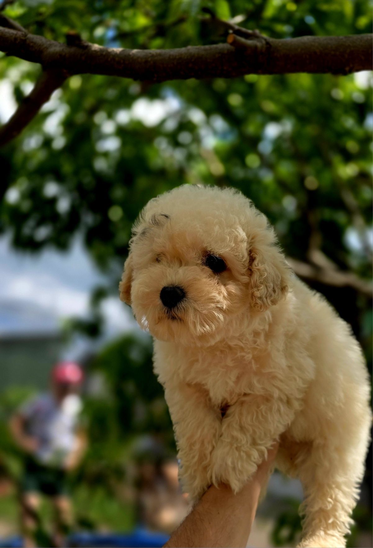Maltipoo Bichpoo piesek f1