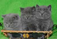 Шотландские мутоновые котята