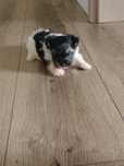 York terrier biewer