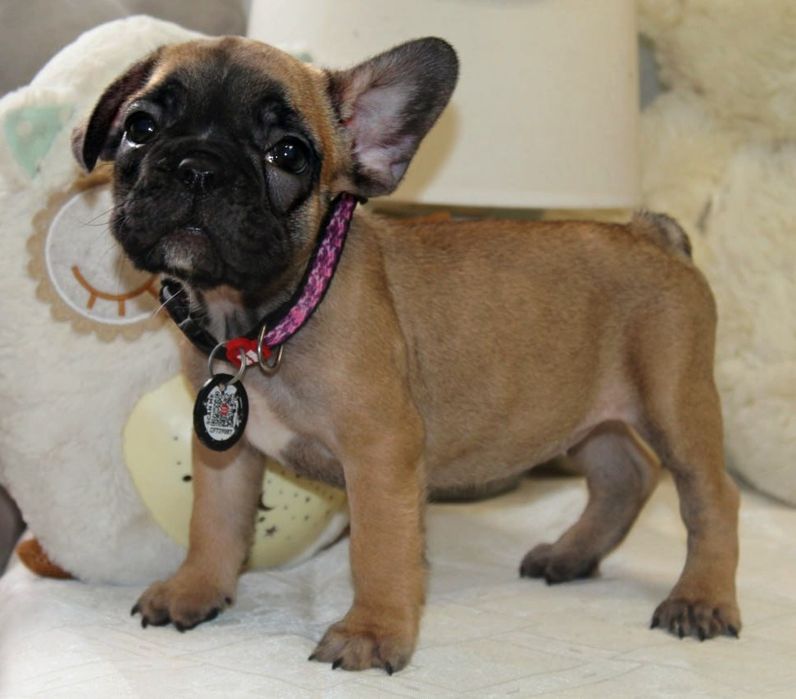 Розкішні французики