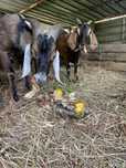 Casal de cabras com cerca de 2,5 anos