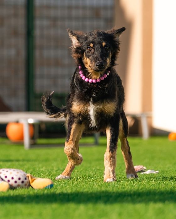 Щенок бесплатно в добрые руки