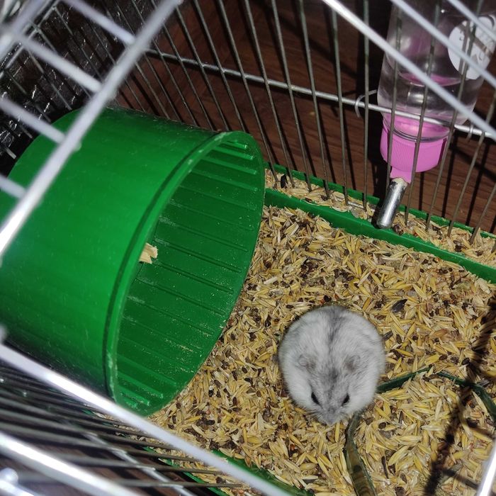 Джунгарик.Хом'ячок джунгарик.Самець хом'ячка.Красунчик джунгарик.