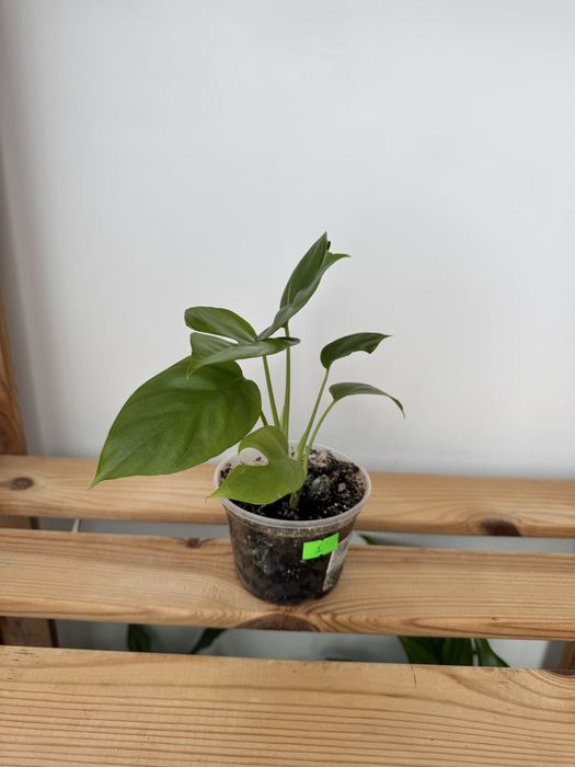 Монстера Мініма, Рафідофора, Monstera Minima, Rhaphidophora