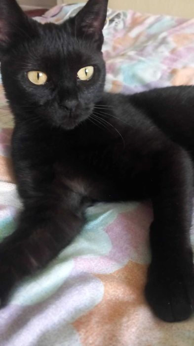 Czorito, który kocha wszystkich