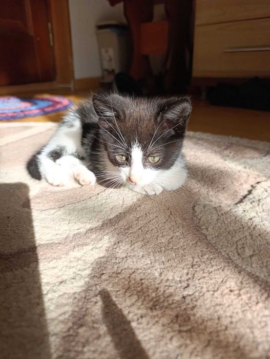 Віддам чудове кошення у добрі руки