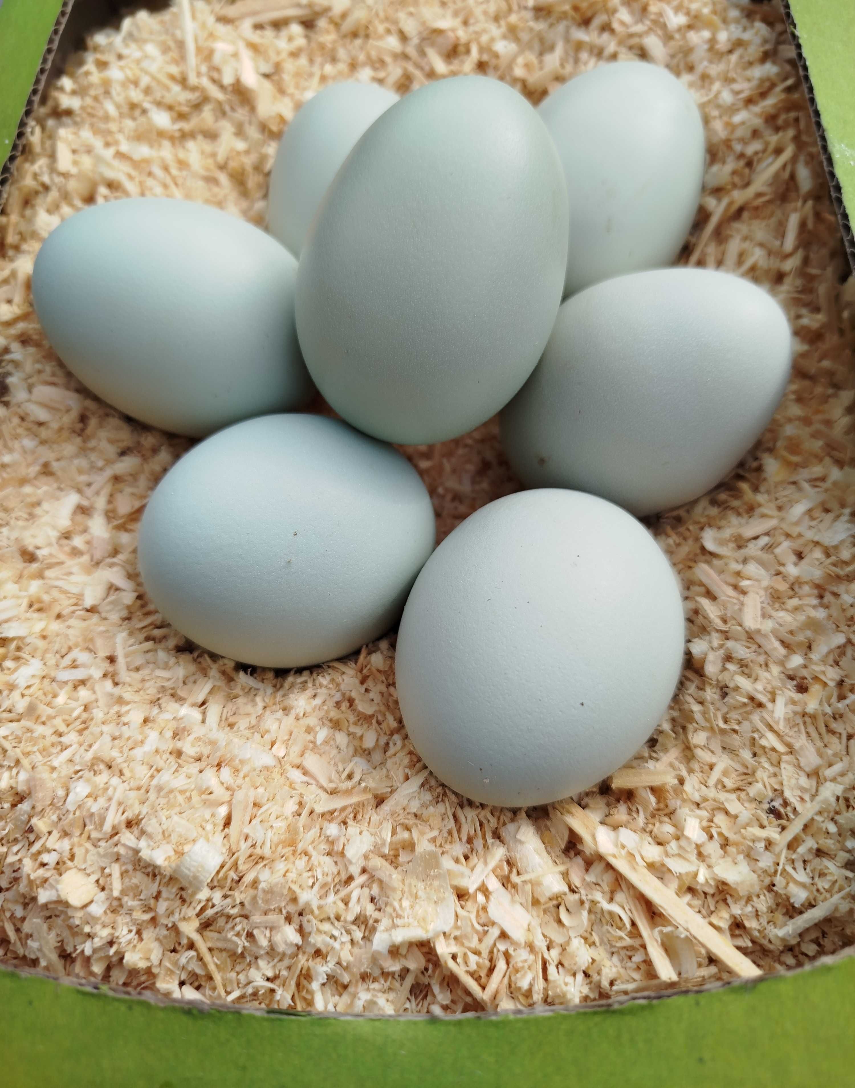 Яйця інкубаційні породи Амераукана