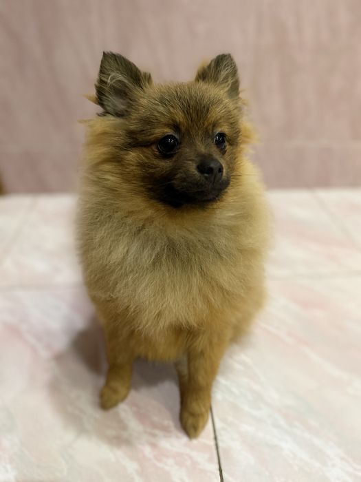 Щенки померанський шпіц ТЕРМІНОВИЙ ПРОДАЖ