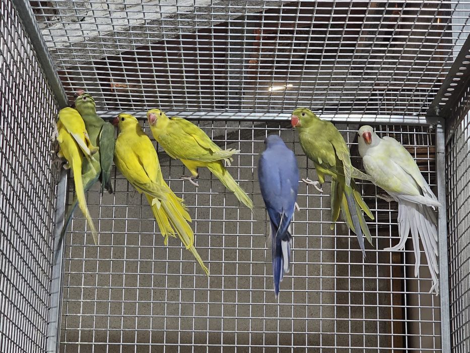 Ring neck 2025 sexados