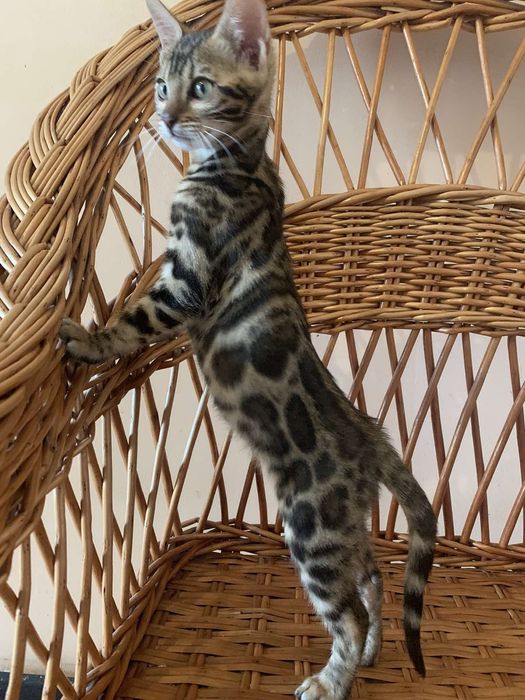 Яркая бенгальская кошечка