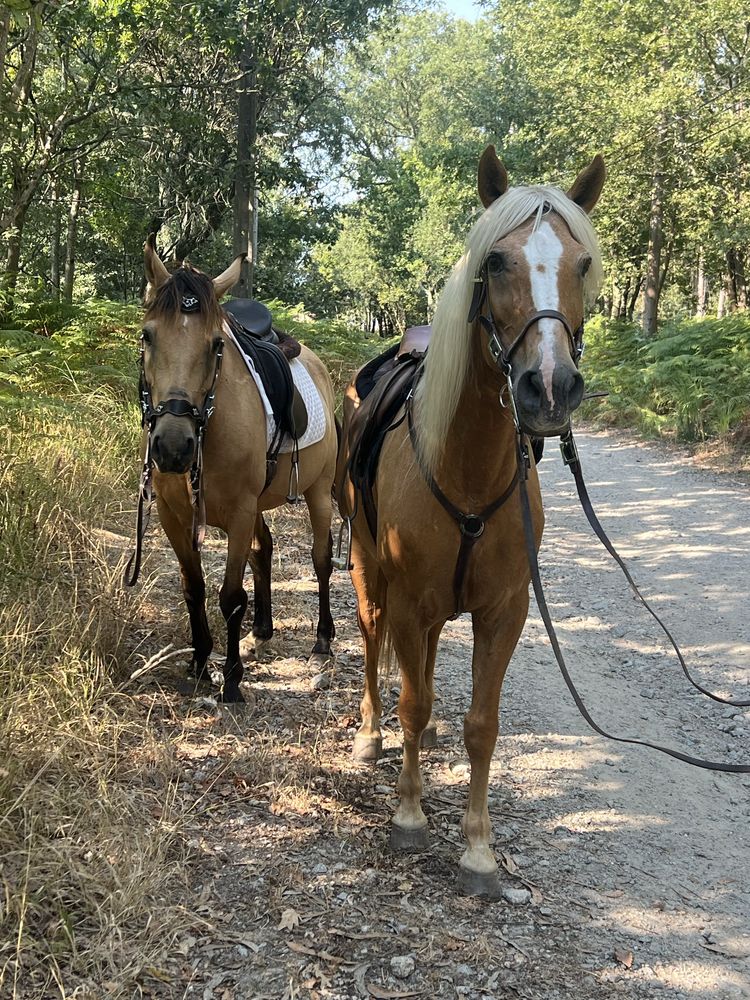 Passeios cavalo pela serra Canelas