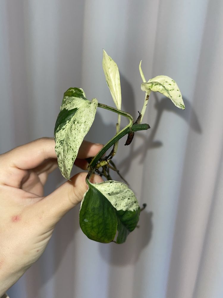 Epipremnum Pinnatum marble sadzonki
