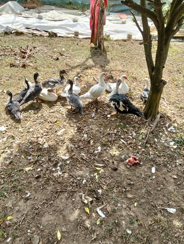 Vendo patos mudos apartir de 6€