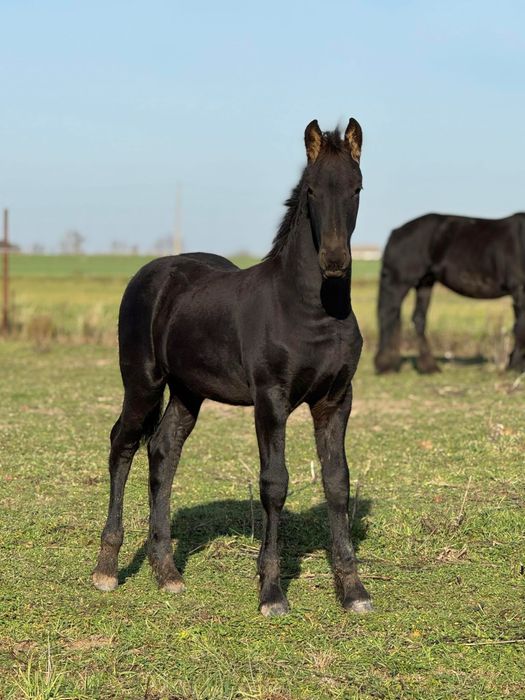 Ogier fryzyjski z 2025