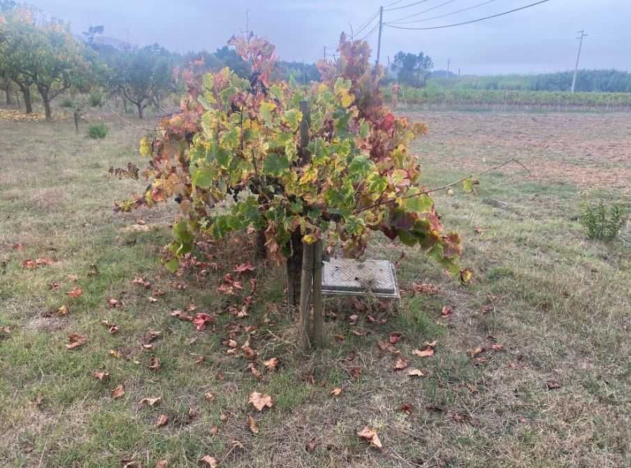Terreno Agrícola com Poço, Furo e Árvores de Fruto – 5,000 m² +-