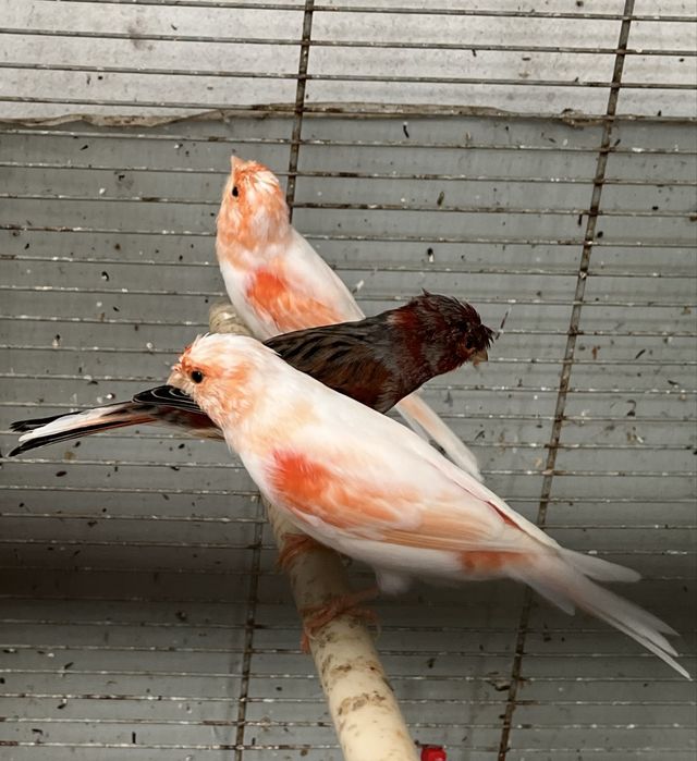 Vendo canario Arlequim Portugue ou lote de 25