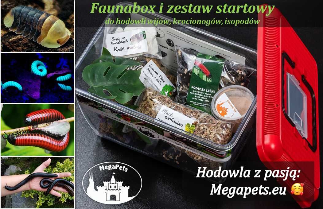 Olbrzymi Ophistreptus guineensis Krocionogi Wije Isopody Skoczogonki