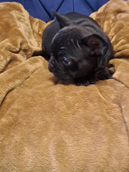 Szczeniak buldog francuski piesek