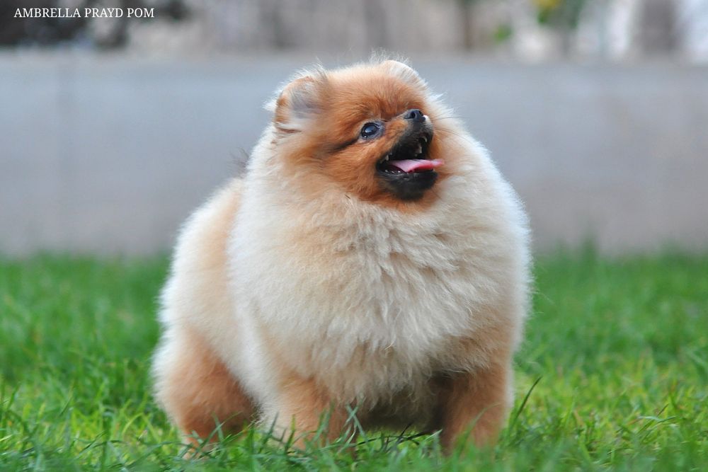 Ambrella шукає нових почуттів