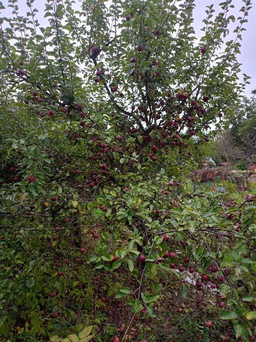 Ogródek działkowy na sprzedaż