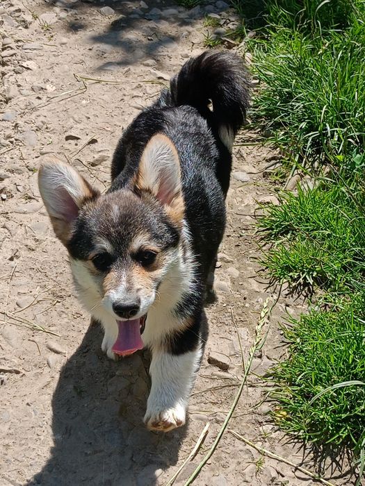 Пропонуємо Вельш коргі пемброк