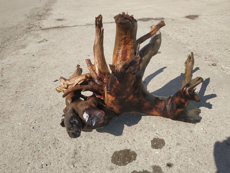 Корч  в  акваріум