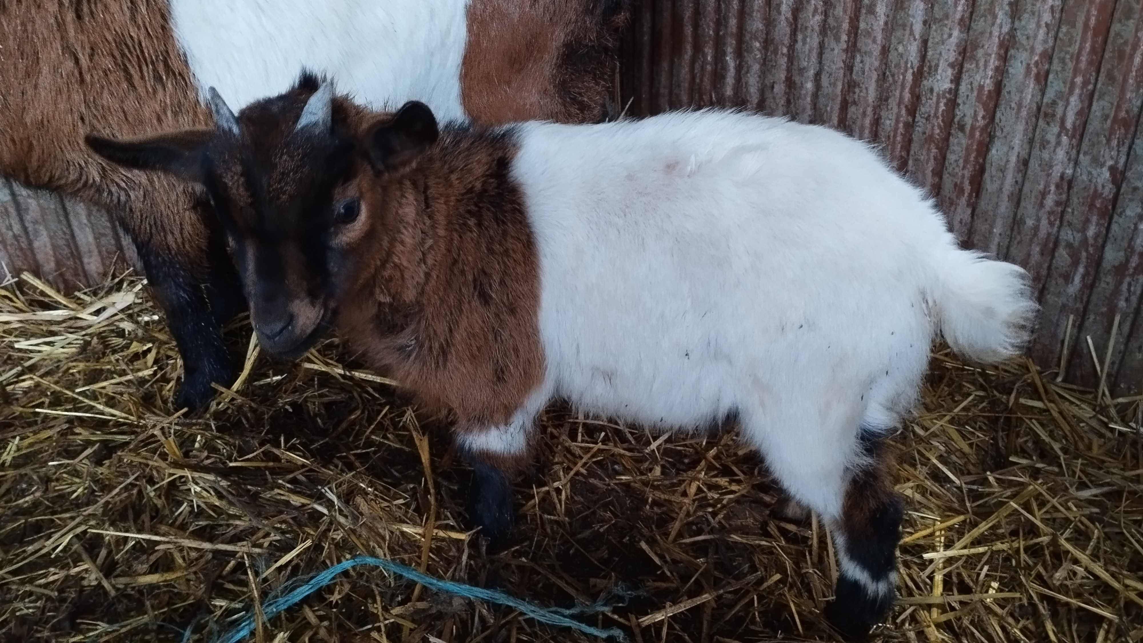 Cabrito raça Anã Macho 2 cores