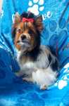 Yorkshire terrier Biewer