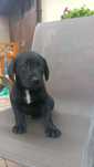 Lablado Retriever
