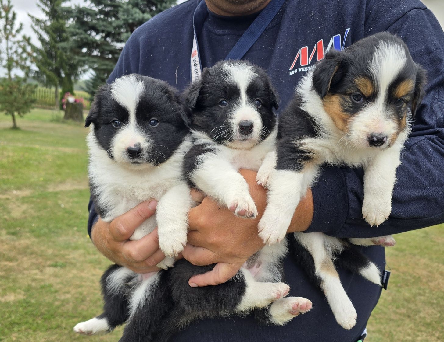 Sunia Bordel Collie