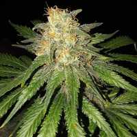 Nasiona ziarenka marihuany ak47 feminizowane outdor/indor wysyłka