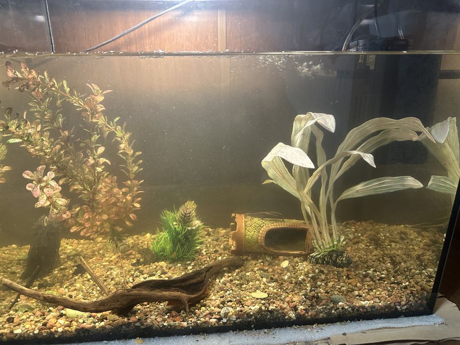 Срочно!! Продам аквариум 50 л с рыбками