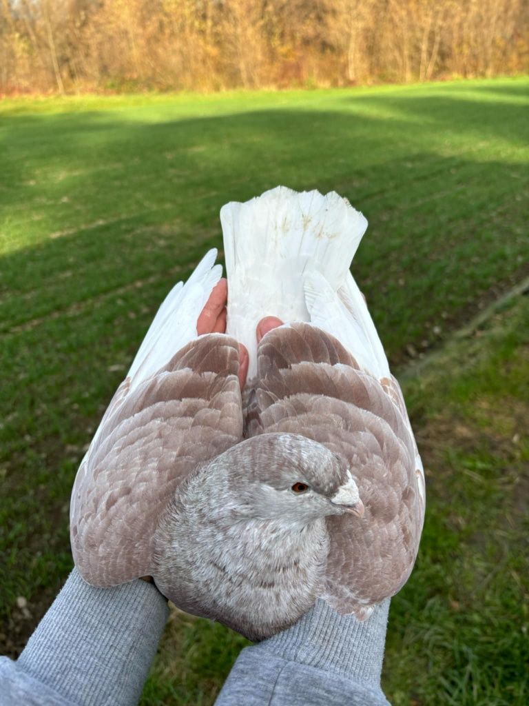 Gołębie standardy