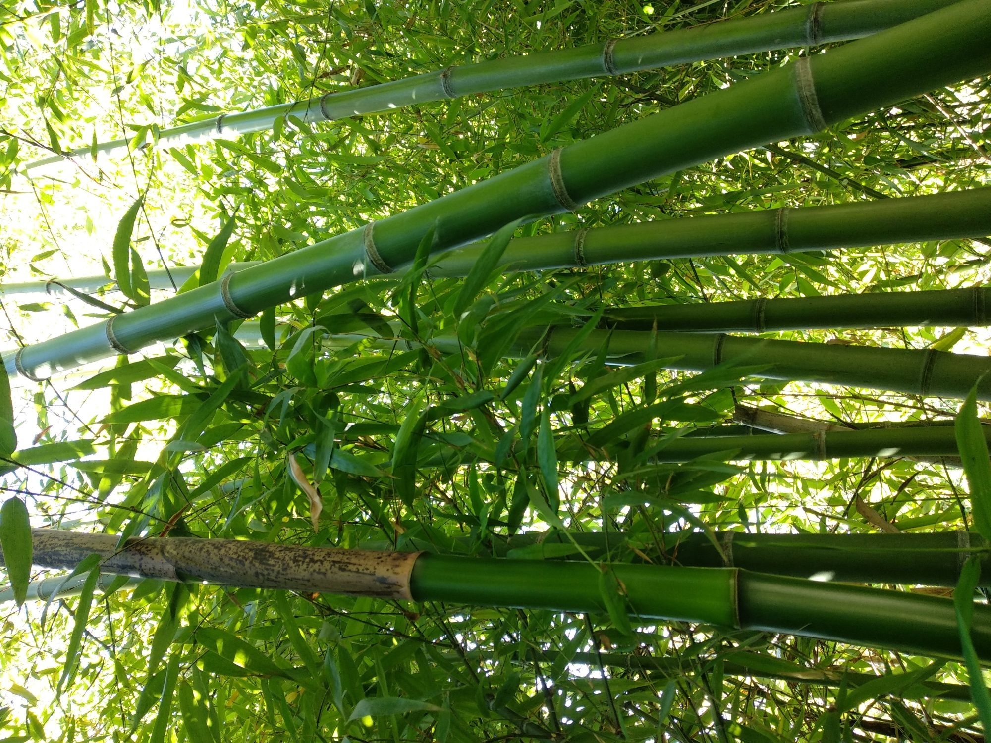 Canas de Bamboo ou Raízes em Vaso - Bambu c todos tamanhos ou alturas