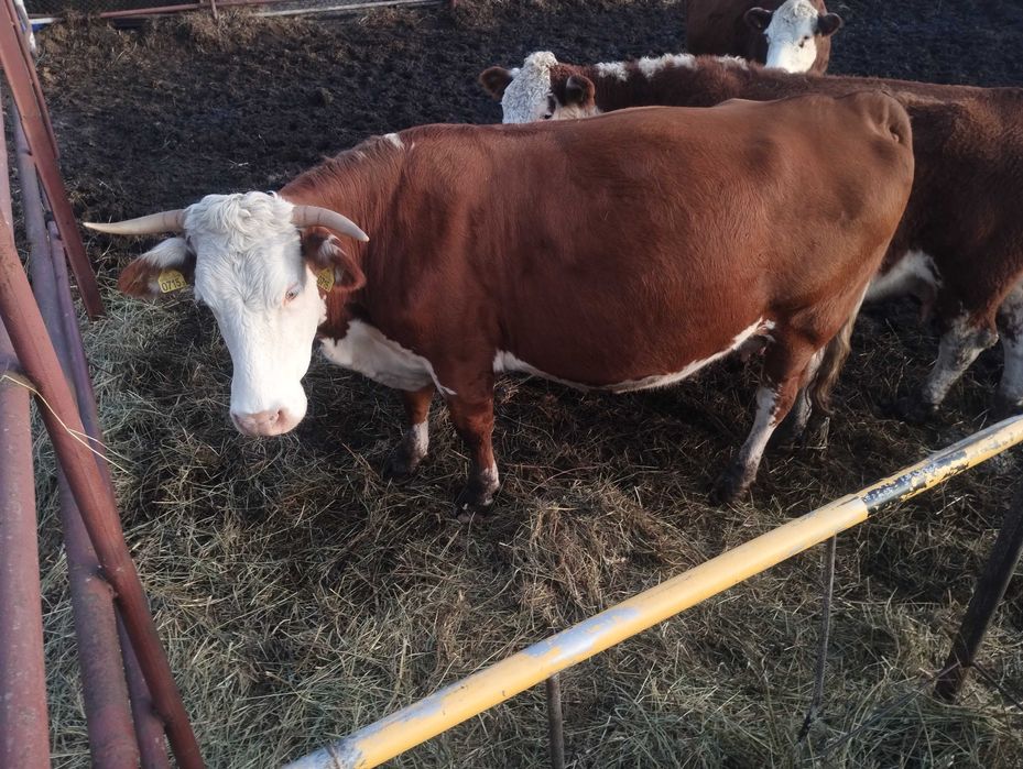 Sprzedam bydło hereford