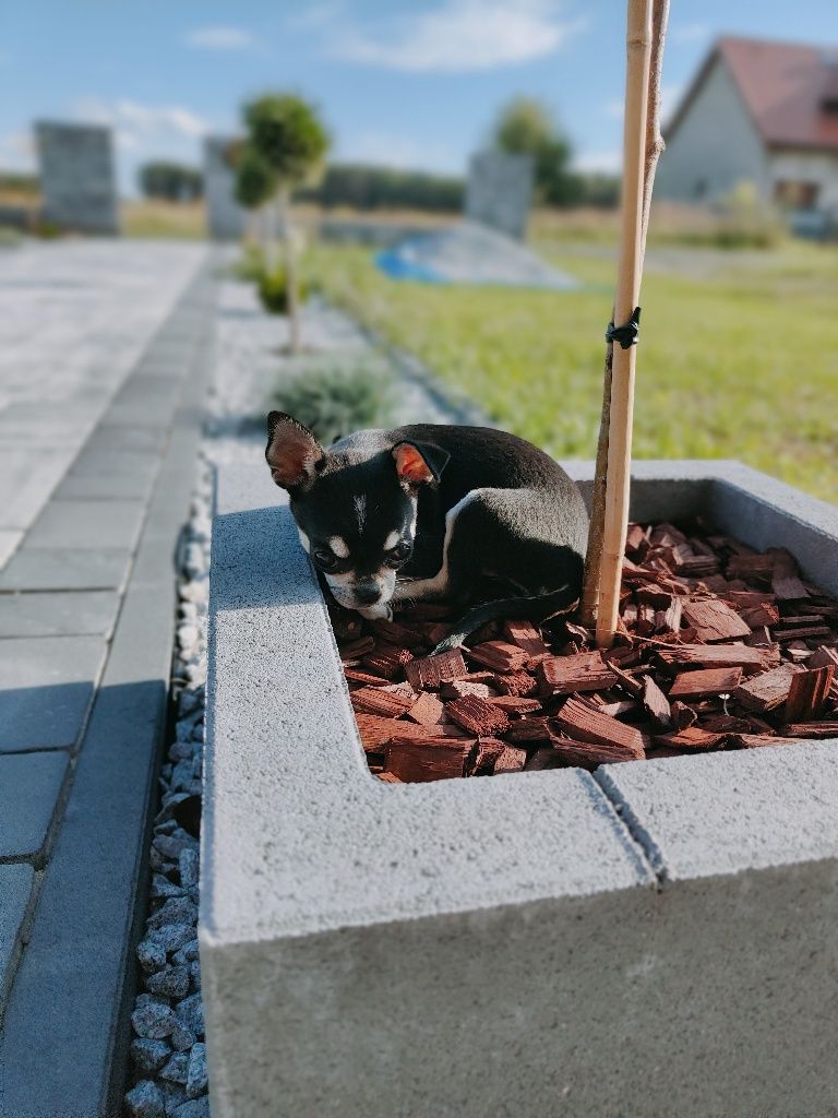Chihuahua krótkowłosa