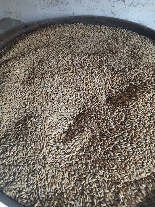 Продається ячмінь овес