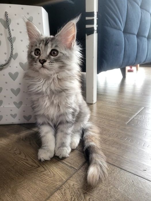 Kotka ETNA srebrna szylkretka Maine Coon