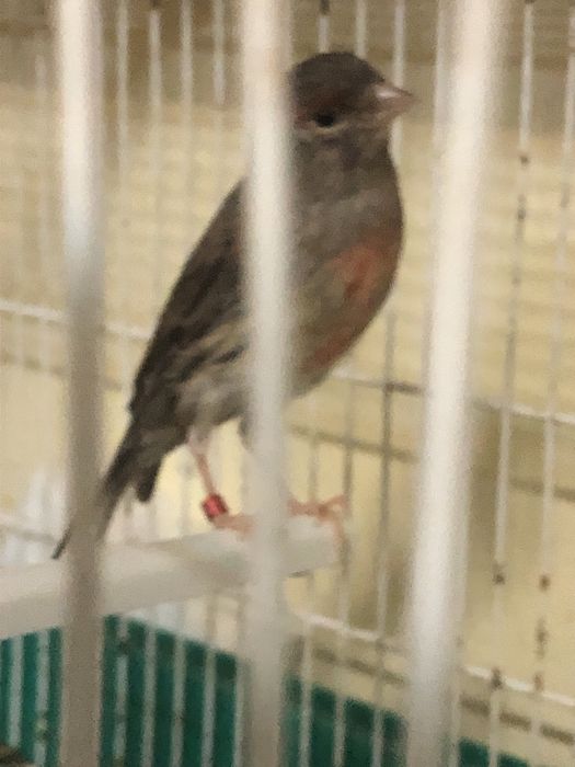 Casais de canarios variadade de raca cores com e sem poupa