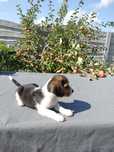 Sprzedam suczkę Beagle