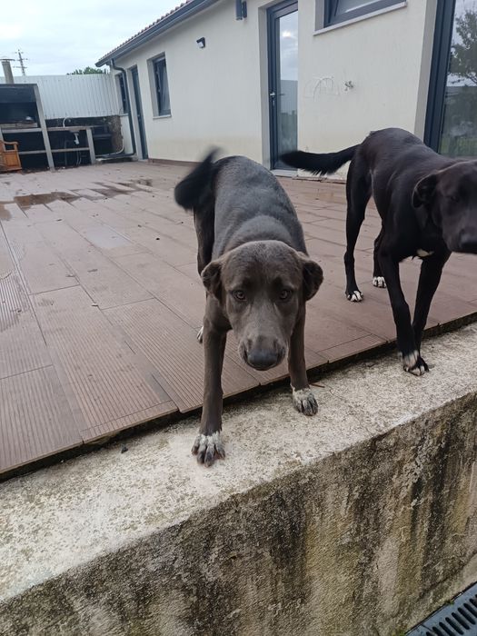 Cadelas para adoção responsável