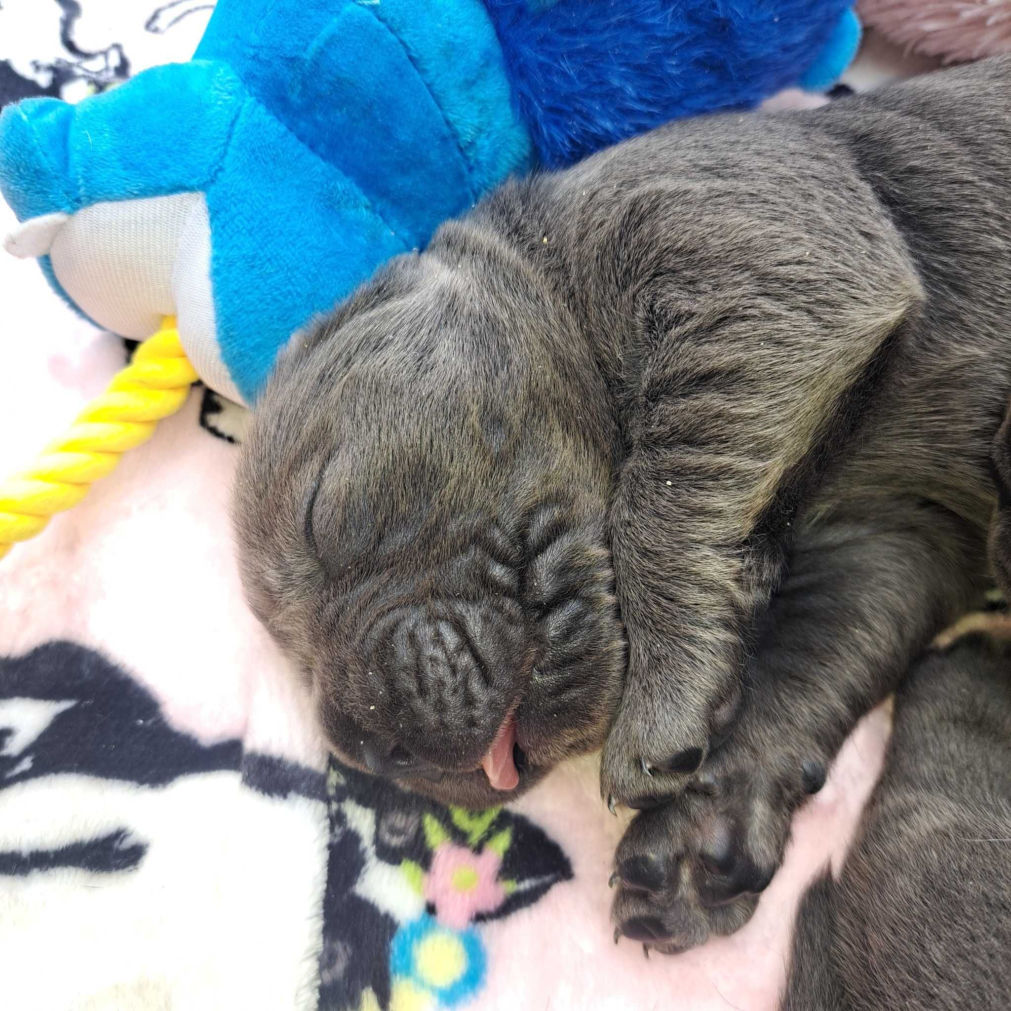 Cane Corso Italiano doskonale skojarzenie. Hodowla ZKwP/ FCI