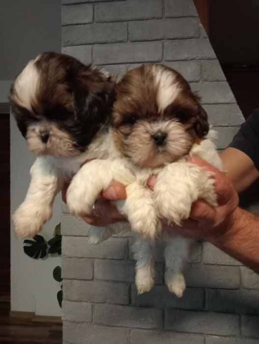 Shih Tzu szczeniak