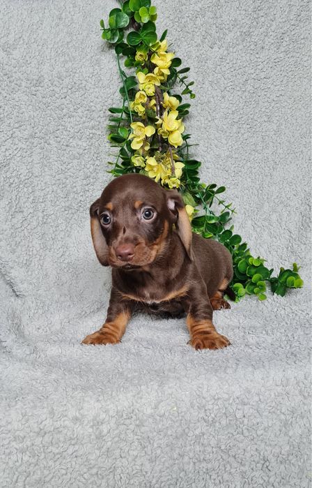 Teckel menina chocolate tan de Qualidade